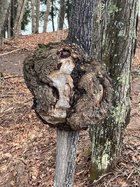 Burl - Neighbor 1.jpg