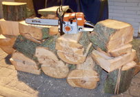 Sugar Maple.jpg
