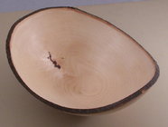 American Beech.jpg