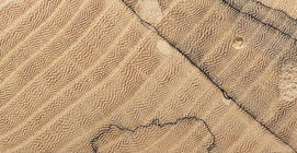 Elm grain.jpg