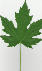Silver_maple_leaf.jpg