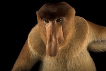 Monkey.jpeg