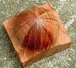 ornamental hybrid.JPG
