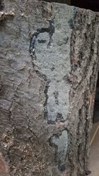MoldOnOakBark.jpg MoldOnOakBark.jpg