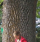 White Ash.jpg