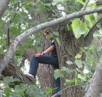 Linden tree.jpg