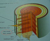 tree wood growth.jpg