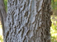 Hackberry tree bark.jpg