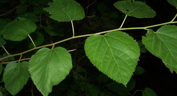 Mulberry leaves.jpg