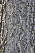 2016_brenna_anstett_hackberry_bark.jpg