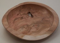 Canada  plum root burl.jpg