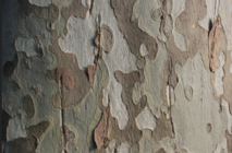 Sycamore Bark.png
