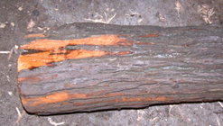 Osage log bark is orange inside.jpg