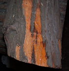 Osage is called Orange for a reason.jpg
