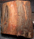 Osage bark shows the orange.jpg