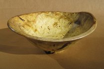 Mulberry root - 7.5in x 6.5in.JPG