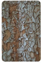 Chines or Lacebark Elm.jpg