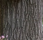 Siberian Elm.jpg
