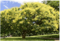 Chinese flame tree.jpg