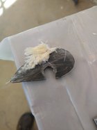IMG_20230211_112203142.jpg