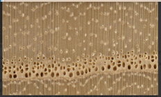 White Ash endgrain.jpg