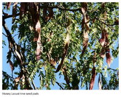 Honey locust seedpods.jpg