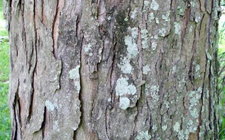 Siver Maple tree bark.jpg