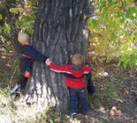 Cottonwood bark.jpg