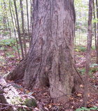 Sugar Maple.jpg