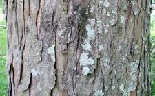 Siver Maple tree bark.jpg