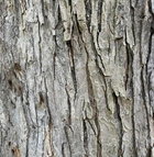 Silver Maple barkjpg.jpg