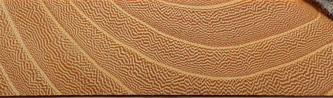 elm, end grain closeup .jpg elm, end grain closeup .jpg