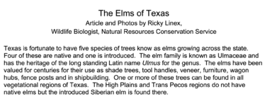 The Elms of Texas.png