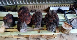 Cherry Burls 1.jpg