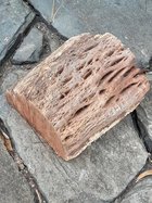 Allocasuarina blank.jpg
