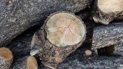 Cracked wood.jpg