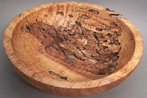 Worm eaten Maple.jpg