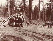 1900-Loading-logs-using-the-parbuckling-method.jpg