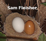 Sam Fleisher.jpg