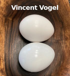 Vincent Vogel.jpg
