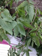 IMG_20230630_104429019.jpg
