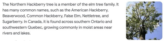Northern Hackberry.jpg