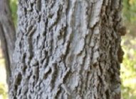 Hackberry tree bark.jpg