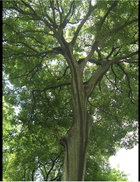 Chinese Hackberry.jpg