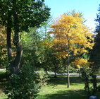 Tulip tree + Sassafras.jpg