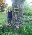 My Siberian Elm.jpg