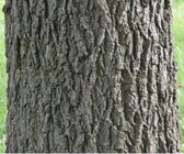 Black Walnut.jpg