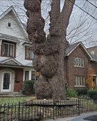 Toronto Burl.jpg