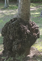 Kensington Red Oak Burl North.jpg