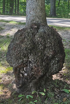 Kensington Red Oak Burl East.jpg